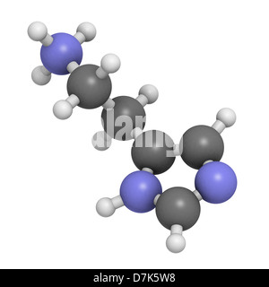 Histamine neurotransmitter, molecular model. Atoms are represented as spheres with conventional color coding Stock Photo