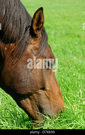 horse eating grass in a pasture Stock Photo