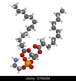 Phosphatidylethanolamine (PE) cell membrane building block, molecular model. PE is also important in blood clotting, coagulation Stock Photo