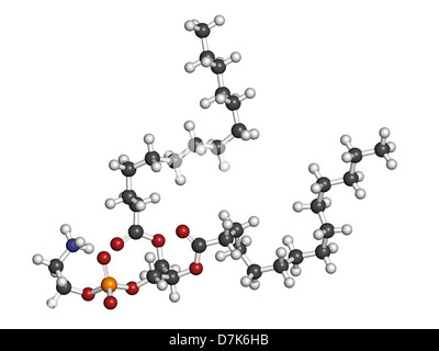 Phosphatidylethanolamine (PE) cell membrane building block, molecular model. PE is also important in blood clotting, coagulation Stock Photo