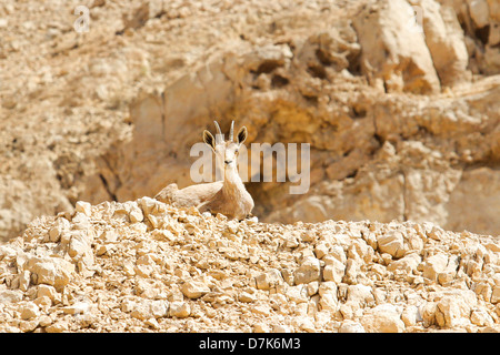 Israel, Negev, female Nubian Ibex (Capra ibex nubiana AKA Capra nubiana) Stock Photo