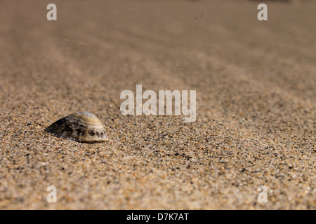 Limpet shell on sand. Stock Photo