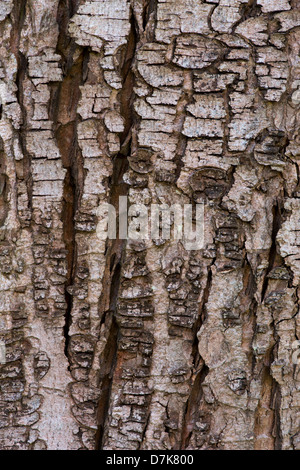 Acer Saccharum. Sugar Maple tree bark. Rock maple Stock Photo