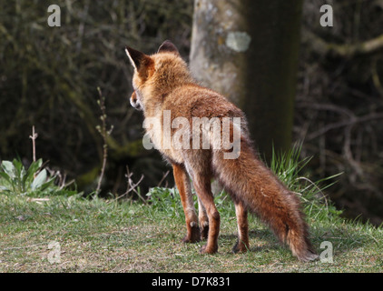 Close-up detailed portrait of a wild Red Fox ( vulpes vulpes),  seen from behing