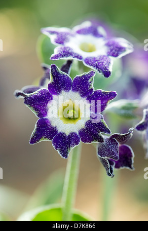Primula Auricula 'purple velvet' . Primrose flowers Stock Photo
