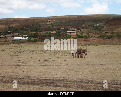 Donkeys in a village of tribe Masai Stock Photo