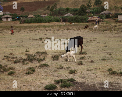 Goats in Masai village Stock Photo