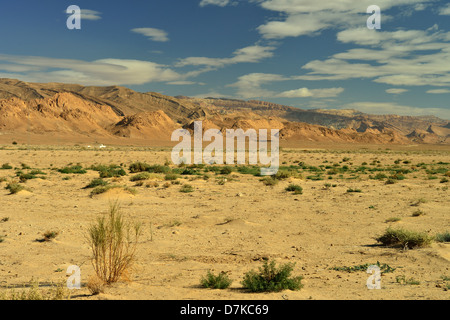 Oasis, Tozeur province, Tunisia Stock Photo