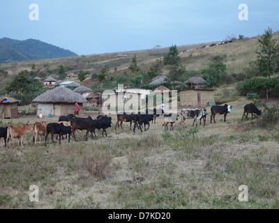 Cows in Masai village in Serengeti Stock Photo