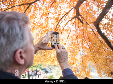 Senior Man Photographs Fall Foliage on His Smart Phone Stock Photo