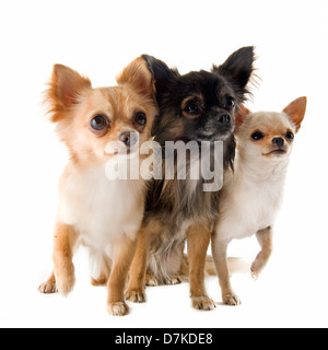 portrait of a cute purebred chihuahuas in front of white background Stock Photo