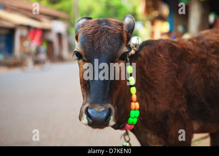 Calf in the street with a bell around his neck Stock Photo