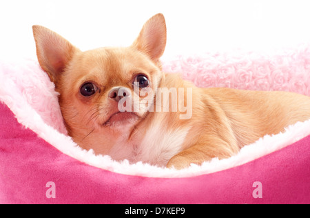 portrait of a cute purebred chihuahua lying down in front of white background Stock Photo