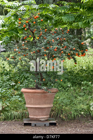 A chinotto tree (citrus myrtifolia) in the Botanic Gardens (Orto Botanico di Firenze), Florence, Italy Stock Photo