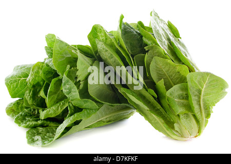 Romaine lettuces in front of white background Stock Photo