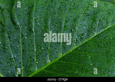 Macro of water droplets on a leaf Stock Photo - Alamy