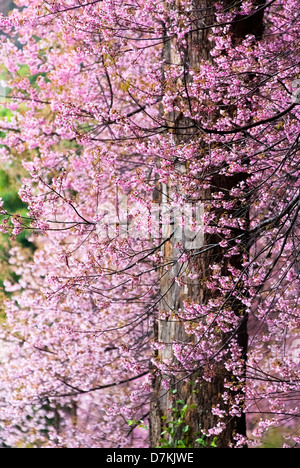 pink sakura flower on blooming spring tree. japanese cherry Stock Photo ...