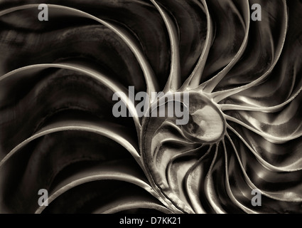 Nautilus sea shell. Stock Photo