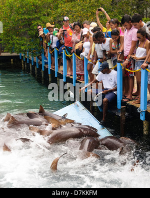 Colombia, Islas del Rosario. Feeding Nurse Sharks in aquarium. Stock Photo