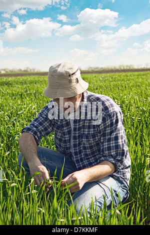 Man in wheat field. Agricultural worker in young green wheat field. Stock Photo