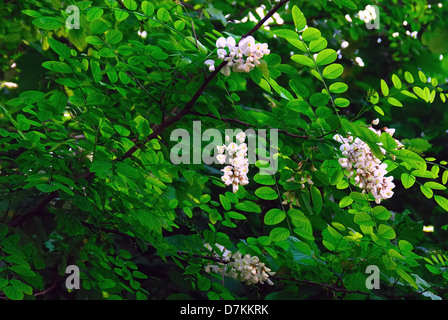 Robinia pseudoacacia, commonly known as the Black Locust, is a tree in the subfamily Faboideae of the pea family Fabaceae. Stock Photo
