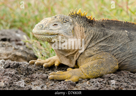 Ecuador, Galapagos, South Plaza Island. Endemic land iguana (Wild: Conolophus subcristatus) head and face detail. Stock Photo