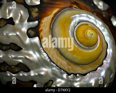 Close up of Turbo Semanticus sea shell. Stock Photo