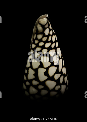 Cloes up of Marbled Cone sea shell. Stock Photo