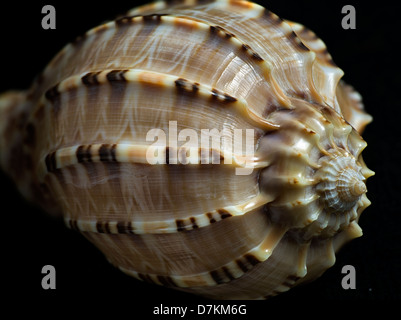 Close up of Harpa Major sea shell. Stock Photo