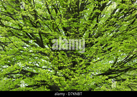 Fresh Hornbeam tree sprouting at spring Stock Photo