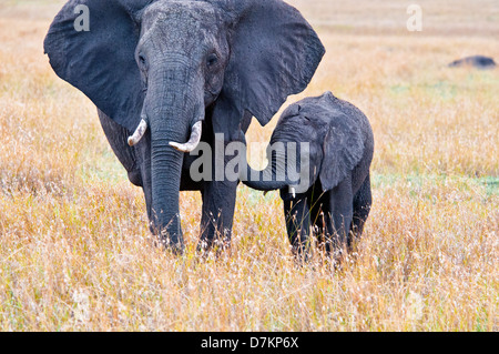 African Elephant Calf,  Loxodonta africana, following its mother, Masai Mara National Reserve, Kenya, East Africa Stock Photo