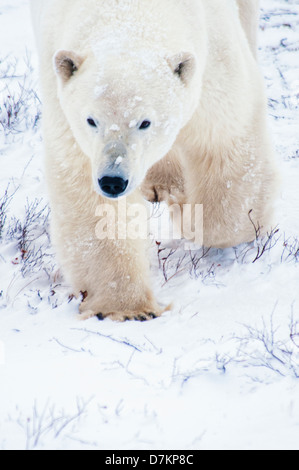 Polar Bear Walking, Ursus maritimus, Wapusk National Park, near Hudson Bay, Cape Churchill, Manitoba, Canada Stock Photo