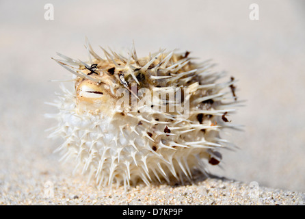 Isla de Espiritu Santo, Baja, Mexico, Dried Long-spined Porcupine-fish rests on the sand. Stock Photo