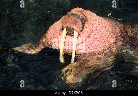 Pacific Walrus (Odobenus rosmarus divergens) resting in the cold water to cool off. Round Island, Alaska, USA, North America. Stock Photo