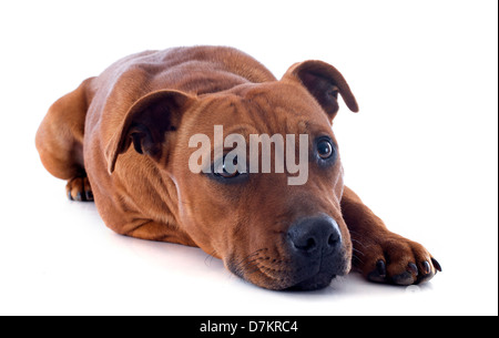 portrait of a staffordshire bull terrier in front of white background Stock Photo