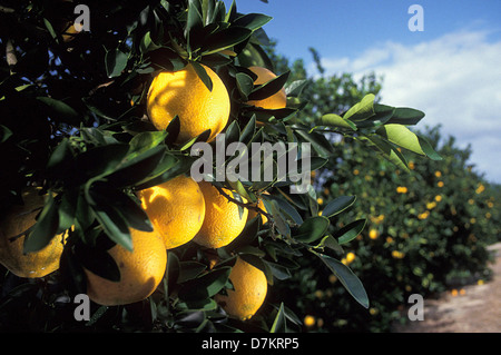 Florida Indian River navel oranges growing in a citrus grove March 1, 2012 in St Lucie, Florida. Stock Photo