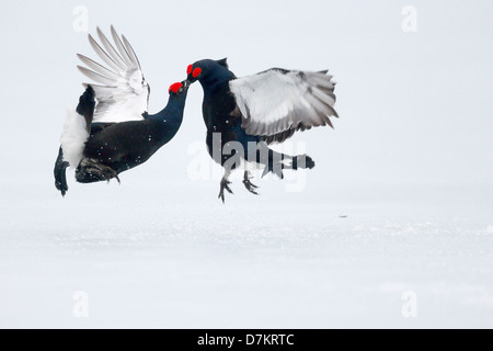Black grouse, Tetrao tetrix, two males fighting on snow, Finland, April 2013 Stock Photo