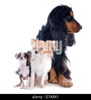 portrait of a cute purebred chihuahuas and cocker spaniel in front of white background Stock Photo