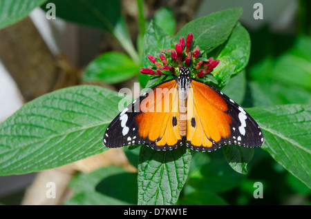 African Monarch Butterfly feeding from a flower Stock Photo