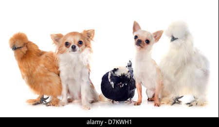bantam silkies, dutch bantam and chihuahuas on a white background Stock Photo