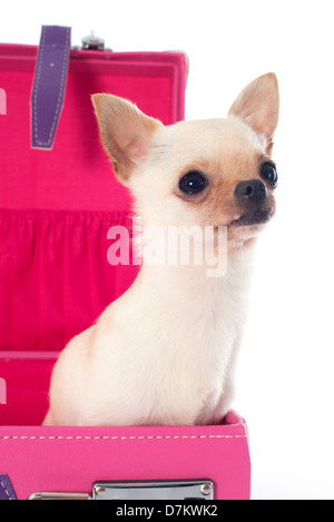 portrait of a cute purebred chihuahua in suitcase in front of white background Stock Photo