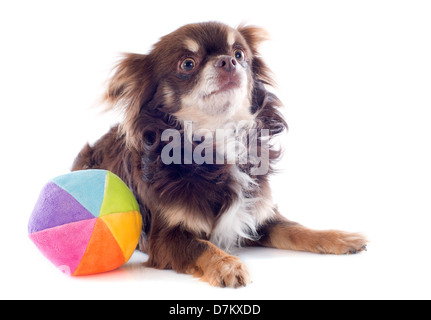 portrait of a cute purebred chihuahua in front of white background Stock Photo