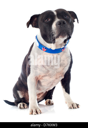 portrait of a staffordshire bull terrier with an english collar in front of white background Stock Photo