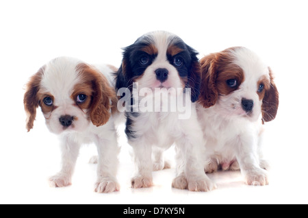 young puppies cavalier king charles in front of white background Stock Photo