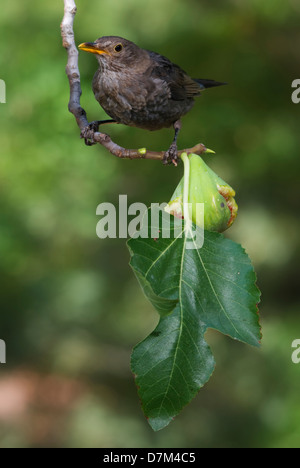 Blackbird on a fig tree branch eating figs Stock Photo