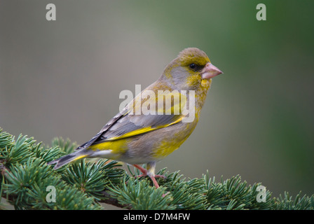 male greenfinch on a cedar branch in colorfull breeding plumage Stock Photo