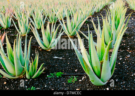 Aloe vera farm Stock Photo