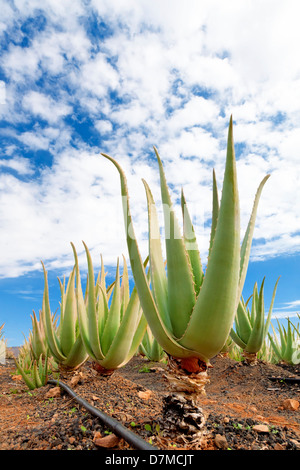 Aloe vera farm Stock Photo