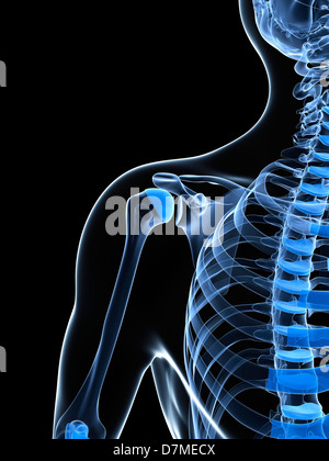 Male Clavicle Bone Anatomy - Anatomy Bones Stock Photo - Alamy