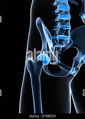 Male pelvis bones, artwork Stock Photo